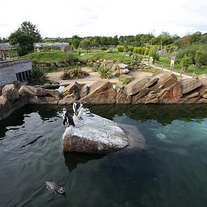 Humboldt Penguin upper pool at Peak Wildlife Park 5/9/15