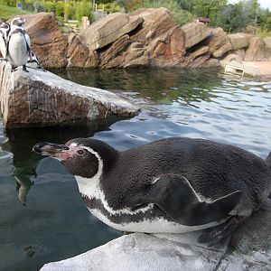 Humboldt Penguin at Peak Wildlife Park 5/9/15