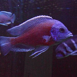 Malawi cichlids
