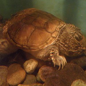 Snapping turtle