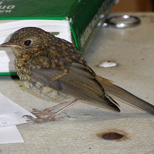 Juvenile robin