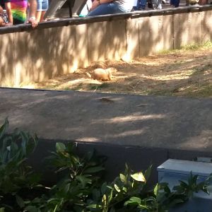 Black Tailed Prairie Dog