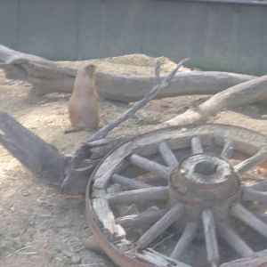 Black Tailed Prairie Dog