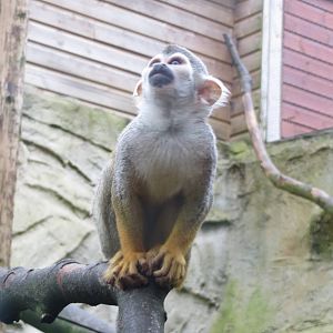 Squirrel Monkey 090815