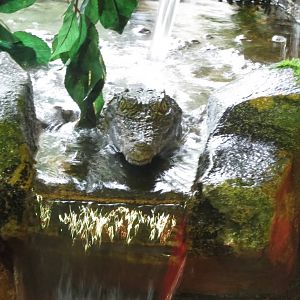 Nile Crocodile 090815