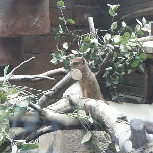 Yellow Mongoose 090815