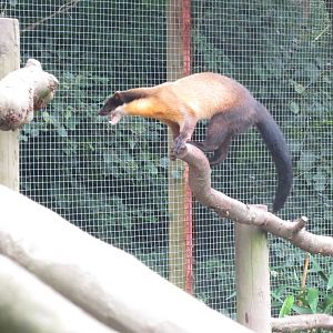 Yellow-throated Marten 090815