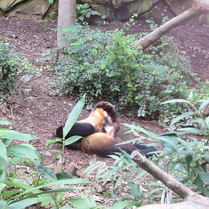 Yellow-throated Martens 090815