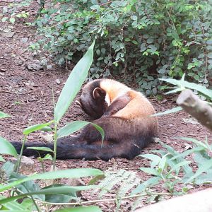 Yellow-throated Marten 090815