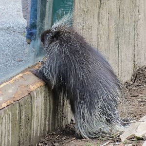 North American Porcupine 090815