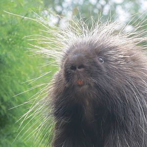 North American Porcupine 090815
