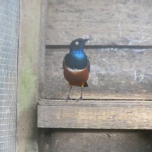 Superb Starling 090815