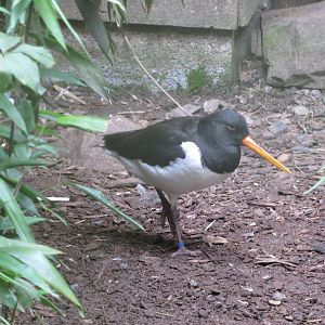 Eurasian Oystercatcher 090815
