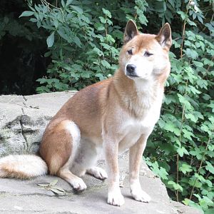 New Guinea Singing Dog 090815