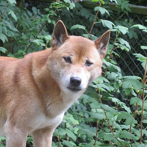 New Guinea Singing Dog 090815