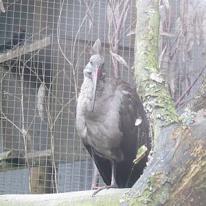 Hadada Ibis 090815
