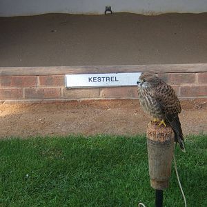Kestrel