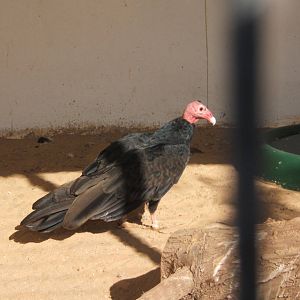 Turkey Vulture