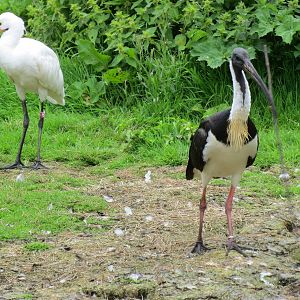 Straw-necked Ibis and Eurasian Spoonbill 090815