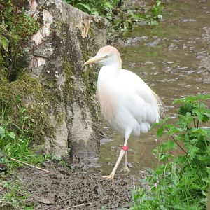Cattle Egret 090815