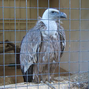 Eurasian Griffon Vulture