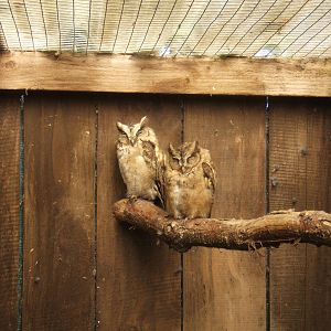 Indian Scops Owl`s