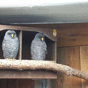Black-banded Owl`s
