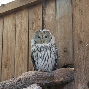 Ural owl