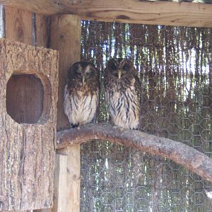 Mottled Owl`s