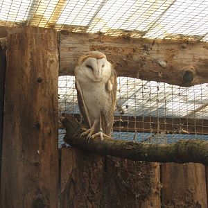American Barn Owl