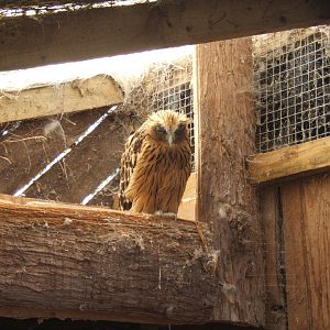Buffy Fish Owl