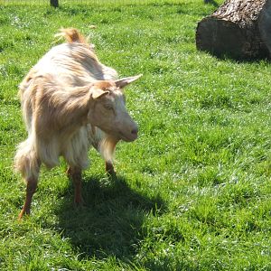 Golden Guernsey Goat