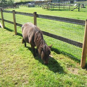 Miniature Shetland Pony