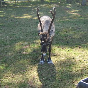 Domestic Reindeer