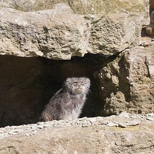 Pallas cat : Port Lympne : 29 Aug 2015