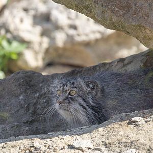 Pallas cat : Port Lympne : 29 Aug 2015