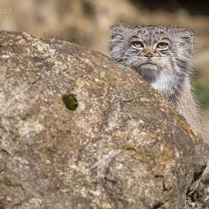 Pallas cat : Port Lympne : 29 Aug 2015