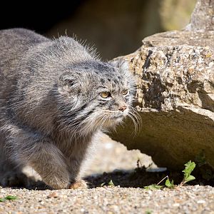 Pallas cat : Port Lympne : 29 Aug 2015