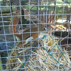 Squirrel labelled as Red Squirrel