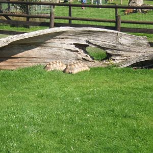 Sulcatta Tortoise`s