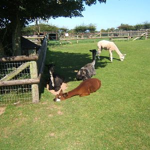 Free-range Alpaca`s