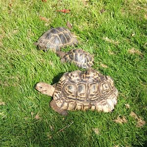 Leopard and Hermann`s Tortoise