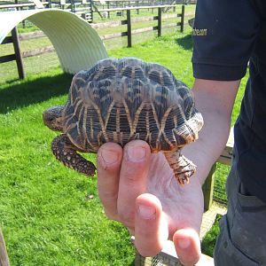 Asian Star Tortoise