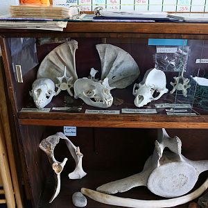 Northcoast Marine Mammal Center