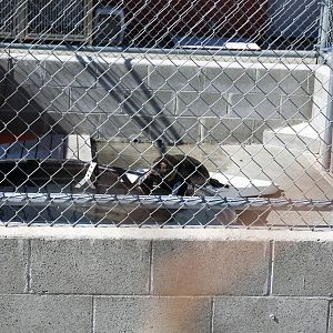 Northcoast Marine Mammal Center