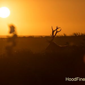 Elk on beach at sunset