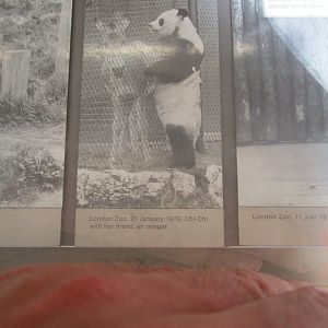 Historical Photo - Chi-chi - Natural History Museum