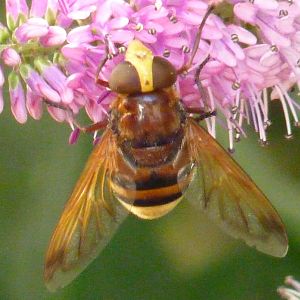 Large Hoverfly, Paignton, August 2015