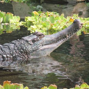 False Gharial - 07/09/15
