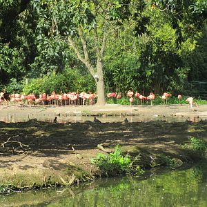 Carribean Flamingos - 07/09/15